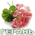Ефірна олія герані єгипетської Vivasan