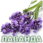 Ефірна олія лаванди французької Vivasan