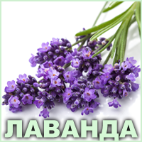 Ефірна олія лаванди французької Vivasan