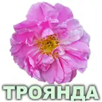 Ефірна олія троянди марокканської Vivasan