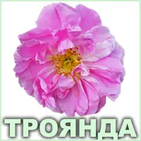 Ефірна олія троянди марокканської Vivasan
