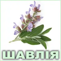Ефірна олія шавлії мускатної французької Vivasan