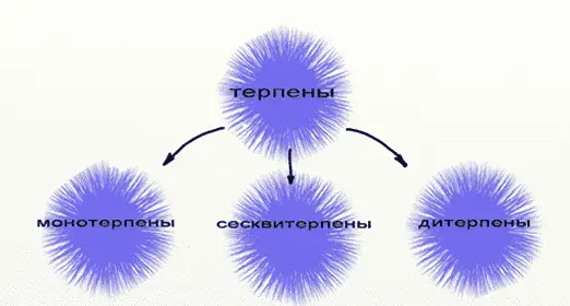 Хімія ефірних олій
