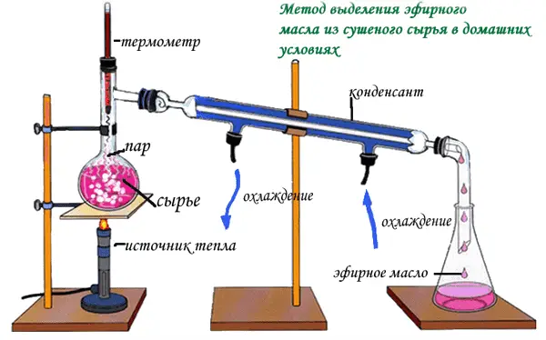 Методи отримання ефірних олій