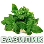 Эфирное масло базилика сладкого французского Vivasan