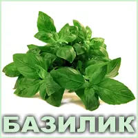 Эфирное масло базилика сладкого французского Vivasan