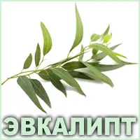 Эфирное масло эвкалипта Vivasan