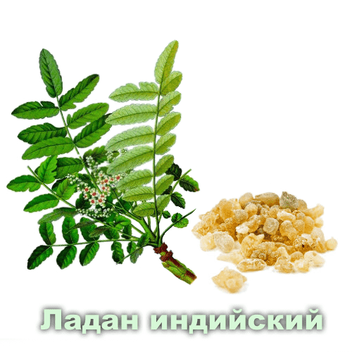 Ладан индийский / Boswellia serrata