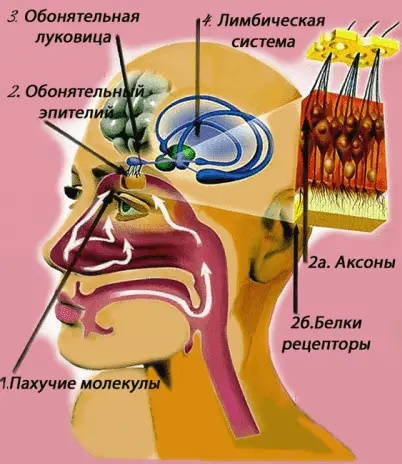 Навіщо людині нюх. Як влаштований ніс